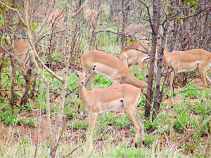 Impalaer i bushen