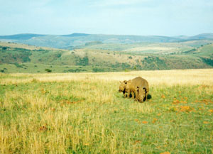 Næsehorn med sin unge